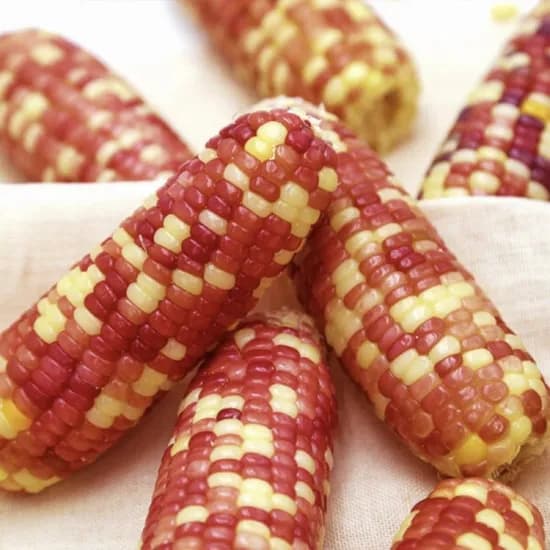 홍찰 냉동 삶은 찰옥수수 30개