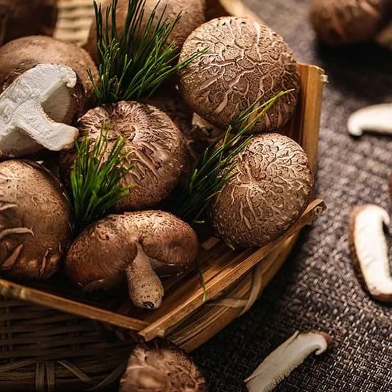 국내산 친환경 무농약 GAP 생 표고버섯 1kg