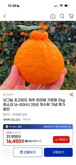 제주 한라봉 2kg (6~8과) 중소과