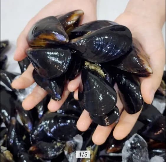 국내산 활 홍합 6kg