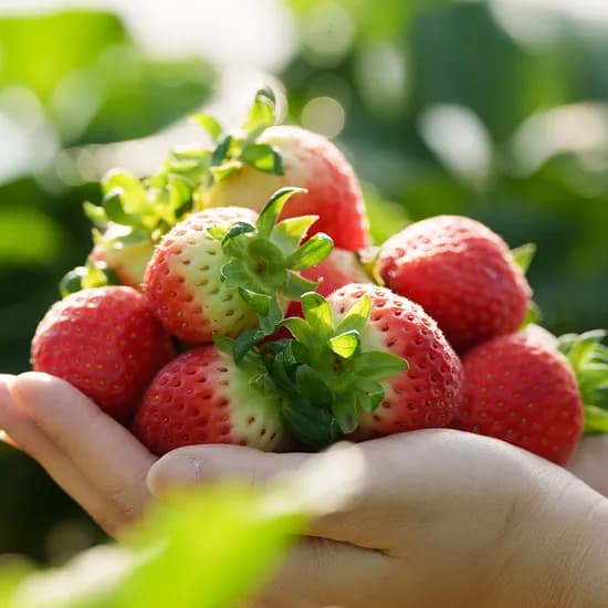 논산 설향 딸기 700g 1팩 20~30구