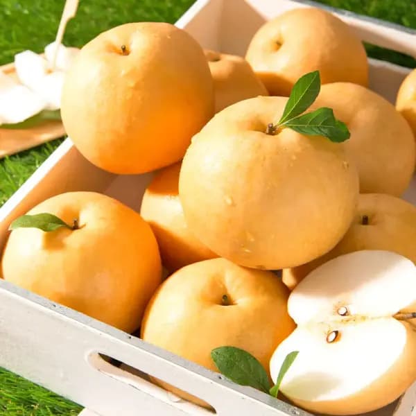 가정용 꿀배 5kg (4-18과 내외)