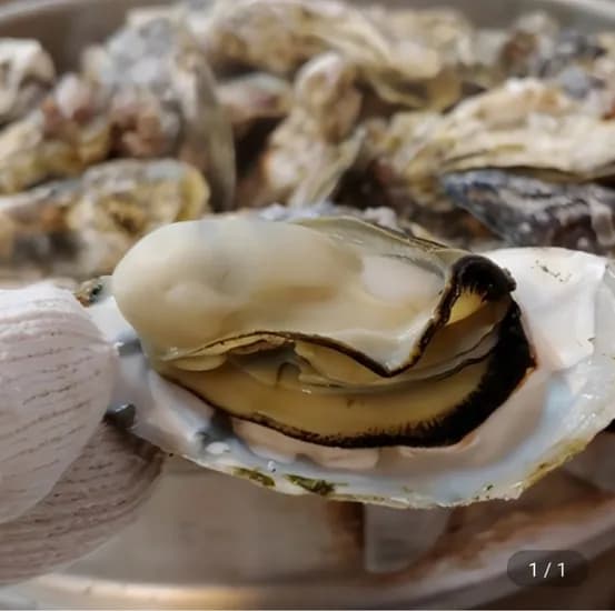 고압세척 여수 석화 10kg