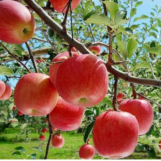 경북 부사 사과 특A급 가정용 4kg