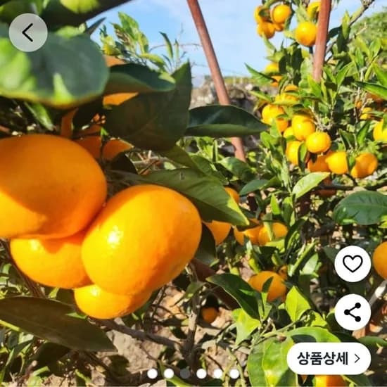 타이벡 감귤 중대과 3kg