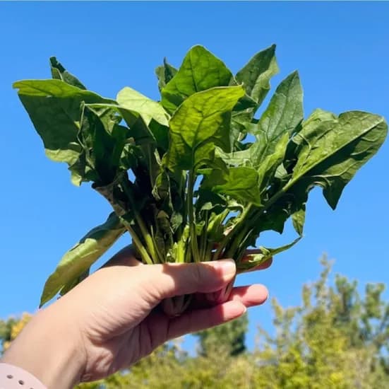 남해 보물초 시금치 1kg+1kg