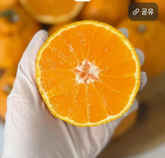 한라봉 2kg