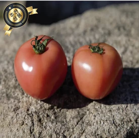 국내산 완숙 찰 토마토 소과 중과 1kg
