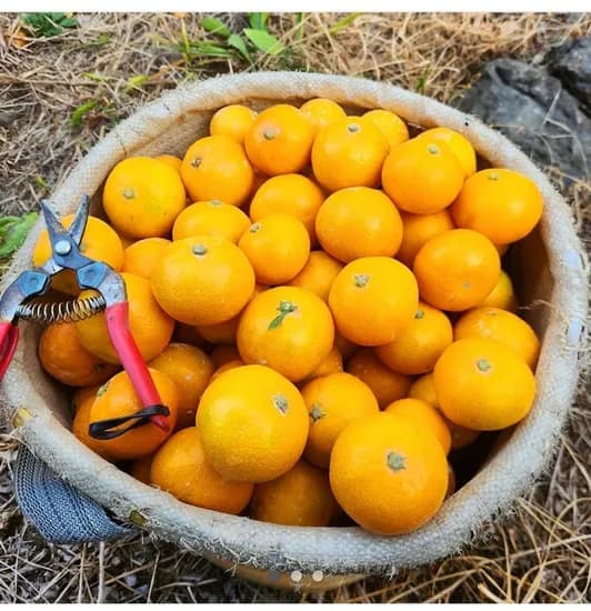 제주 감귤 대과 5kg