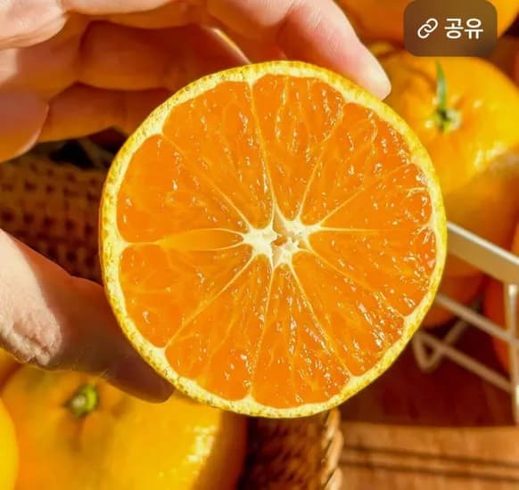 타이벡감귤 10kg 대과