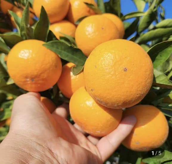 제주 천혜향 2kg