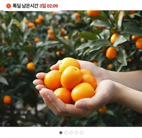 제주 햇금귤 낑깡 1kg