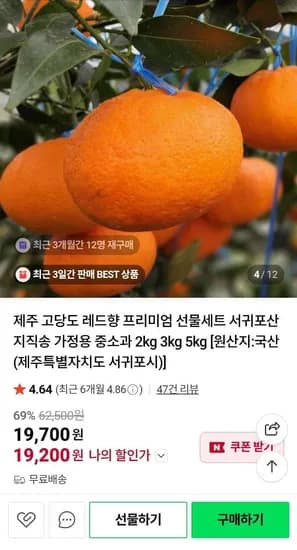 제주 레드향 중소과 2kg