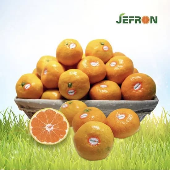 제프런 조생감귤 kg 중대과 (10,960원/무배)9