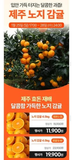 제주 효돈 감귤 4.5kg 대과 L-2L 로얄과 S-M