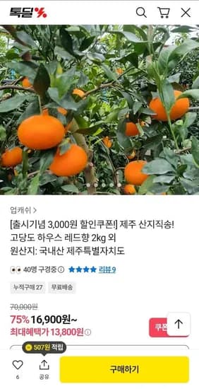 제주 하우스 레드향 중소과 2kg