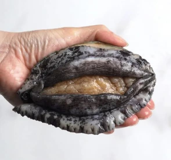 활전복 1kg 6미~7미