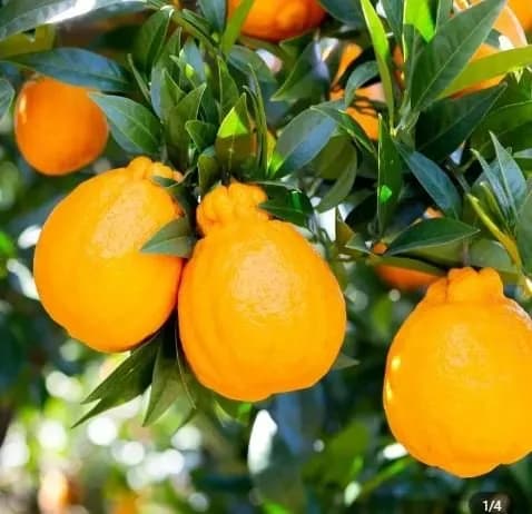 제주 노지 한라봉 3kg 5kg 10kg