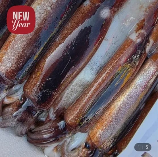 횟감용 활 초코 오징어 800g 2-3미 내외