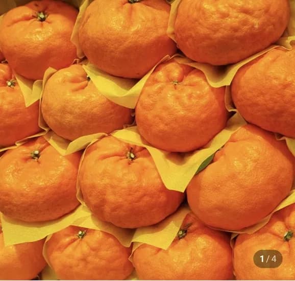 윈터프린스 귤 2kg