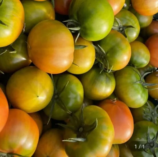 대저 짭짤이 토마토 1kg