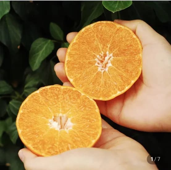 레드향 3kg (19,900원/무료)