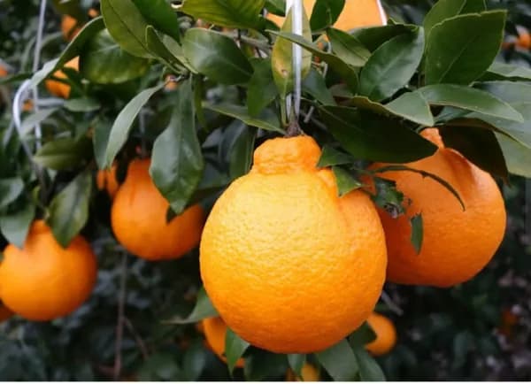 실중량 5kg 제주 한라봉 (유클 21,900원 / 무료)