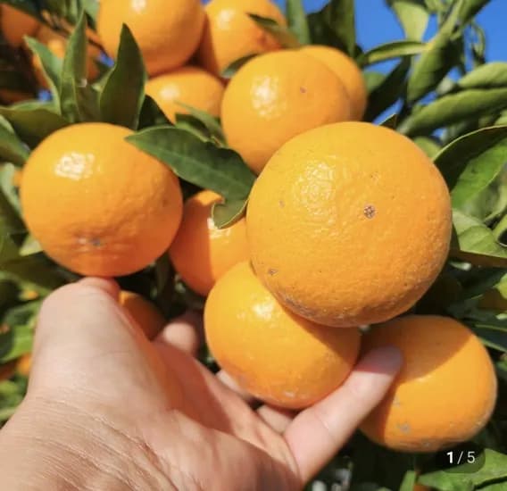 레드향 2kg (13,500원/무료)