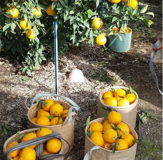 제주 산지직송 노지 고당도 한라봉 3kg 5kg 0kg (15,900/무배)1