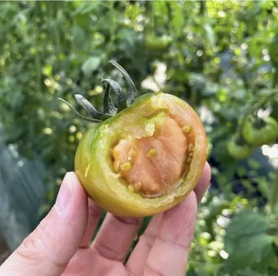 대저토마토 1kg 소과 (11,480원/무료)