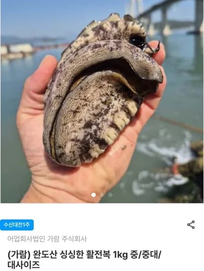 완도 산지직송 활전복 1kg 산소포장 5-6미 외 (다양/무료)