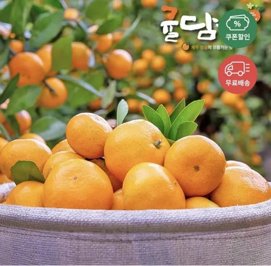 노지감귤 3kg 중과 (8,800원/무료)