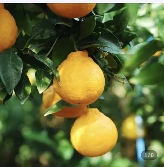 한라봉 가정용 3kg 중소과 (13,900원/무료)