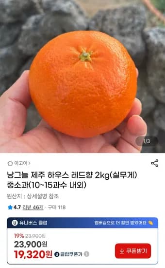 제주 하우스 레드향 2kg 중소과 (19,320원 / 무배)