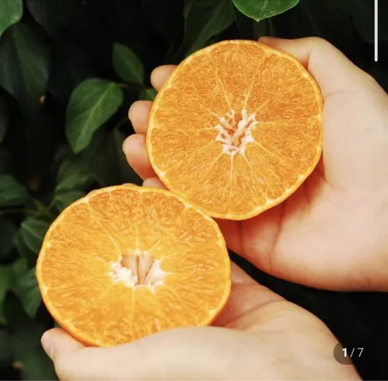 레드향 실속형 3kg (19,900원/무료)