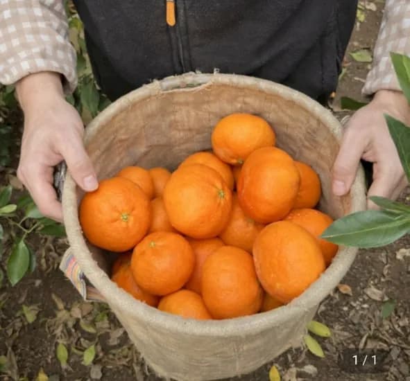 레드향 실중량 2kg (유클 19,990원 / 무배)