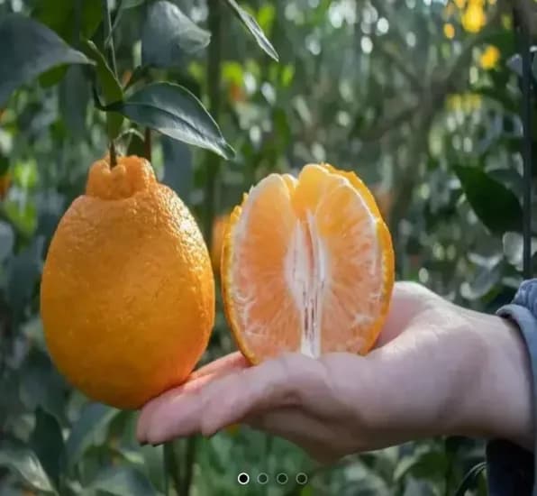 한라봉 kg 로얄 중대과 (8,190원/무료)2