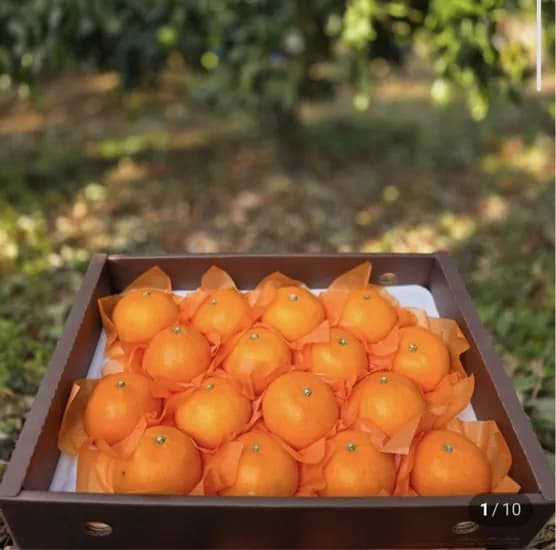 천혜향 가정용 3kg