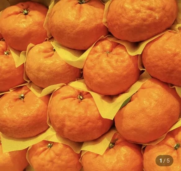 윈터프린스 2kg 중과 (23,000원/무료)