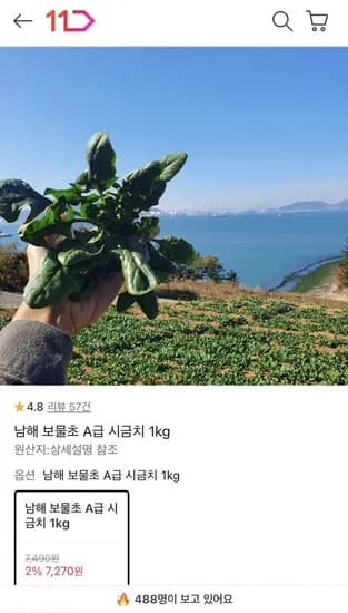 남해 보물초 시금치 1kg (7,270원 / 무배)