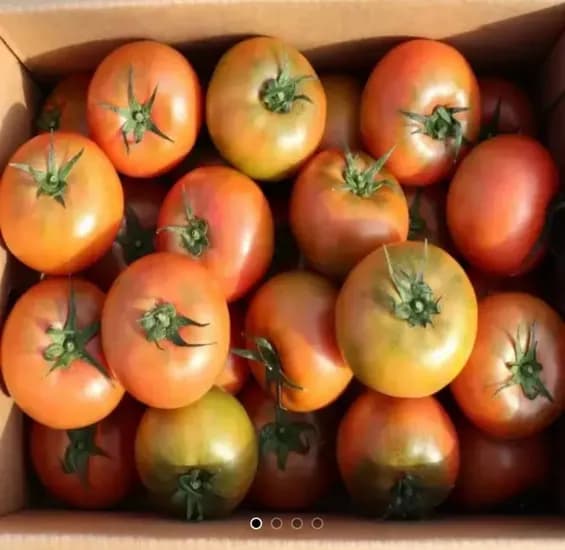 국내산 완숙 찰 토마토 2kg 중소과 (8,370원/무료)