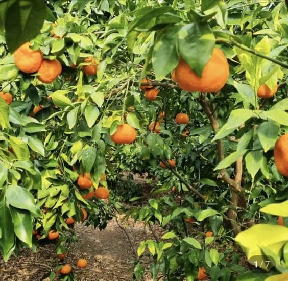 제주 윈터프린스 환타맛 만감류 중과 2kg