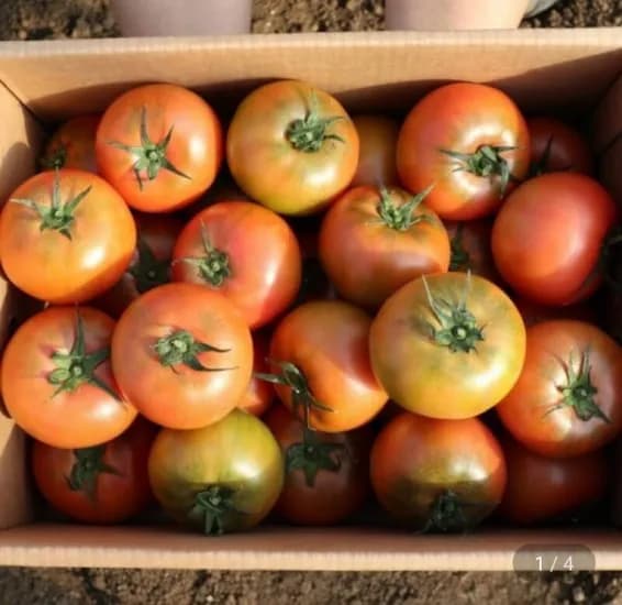 국내산 완숙 찰토마토 2kg 중소과