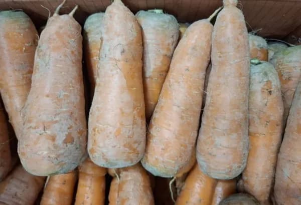 당근 특상사이즈 5kg