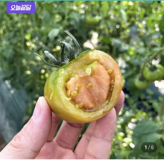 대저토마토 중과 M 2.5kg