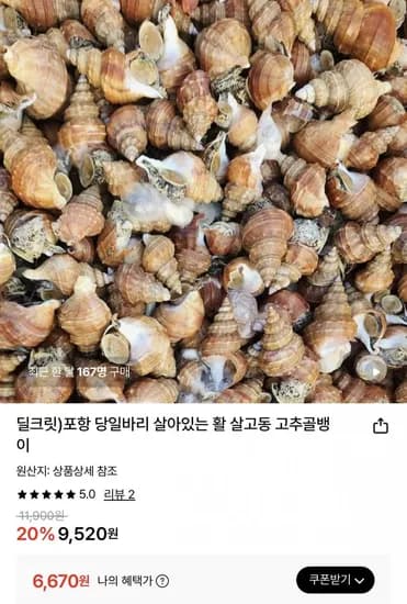 포항 살아있는 활 살고동 고추골뱅이 1kg