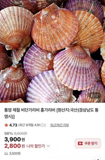 통영 홍가리비 4kg