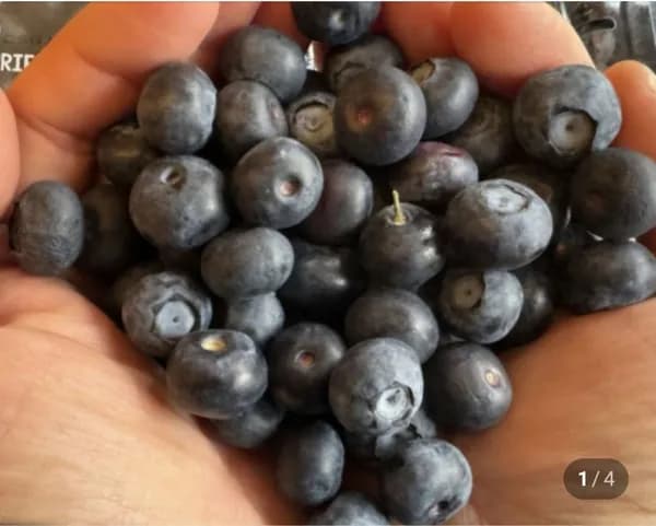 생블루베리 특과 5mm 이상 한박스 12팩 1.5kg