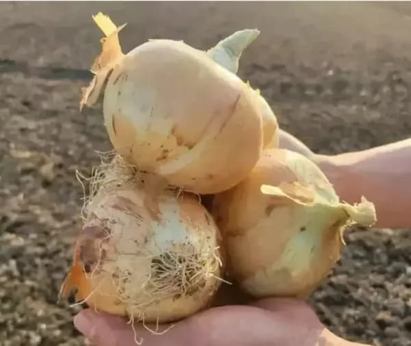 햇양파 5kg 중대