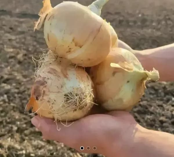 국산 햇 양파 5kg 중대